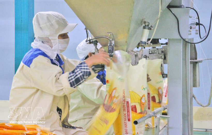 Rice packaging for export at the factory of Thao Son One Member Limited Liability Food Company, under Loc Troi Group JSC. (Photo: VNA)