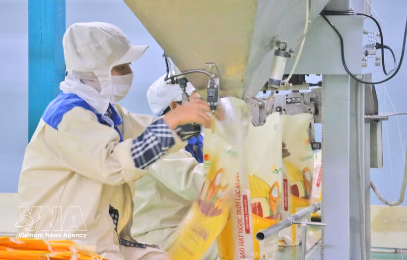 Rice packaging for export at the factory of Thao Son One Member Limited Liability Food Company, under Loc Troi Group JSC. (Photo: VNA)