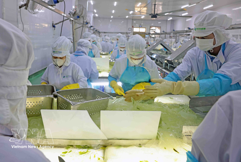 VietFarm’s aloe vera production line. (Photo: VNA)