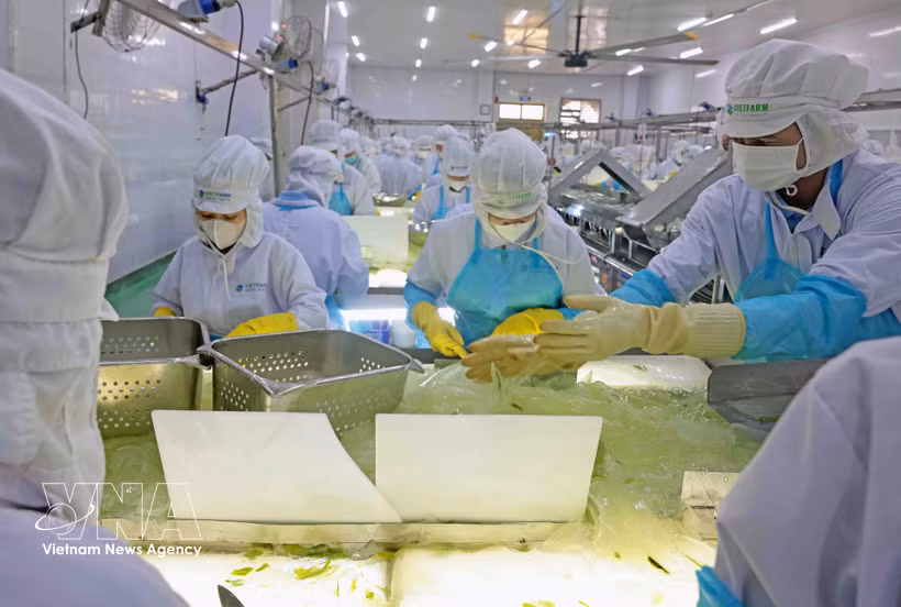 VietFarm’s aloe vera production line. (Photo: VNA)