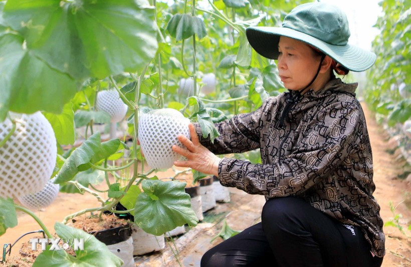 The application of Israeli technology in melon cultivation has delivered high economic efficiency (Photo: VNA)