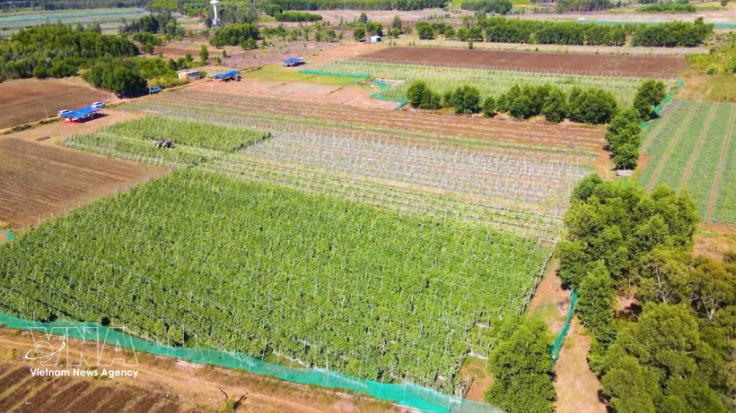 A VietGAP-oriented vegetable farming model adopted by farmers in An Phu commune, Quang Ngai province, has proven effective. (Photo: VNA)