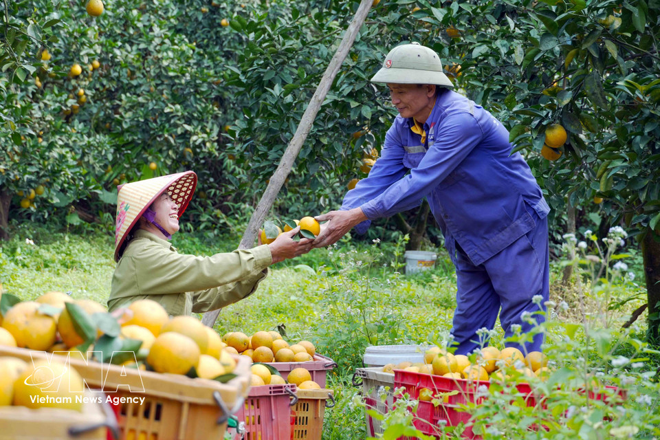 Farmers in Ha Tinh province harvest oranges (Photo: VNA)