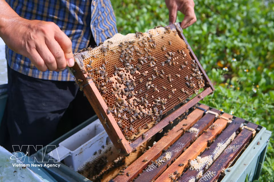 Xuan Thuy National Park boosts mangrove honey brand