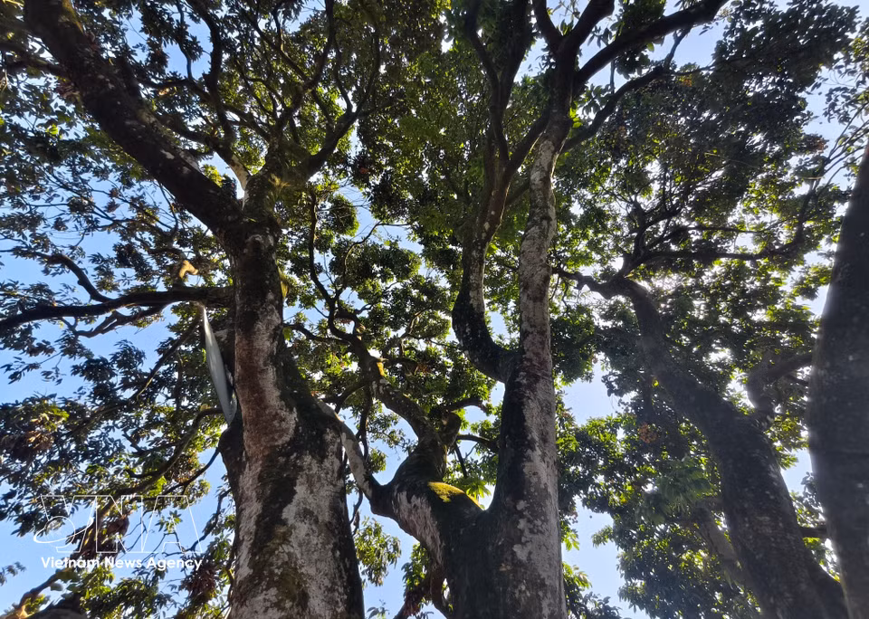 The ancestral lychee tree in Bac Ninh province has become a popular attraction, drawing visitors to take photos. (Photo: VNA)