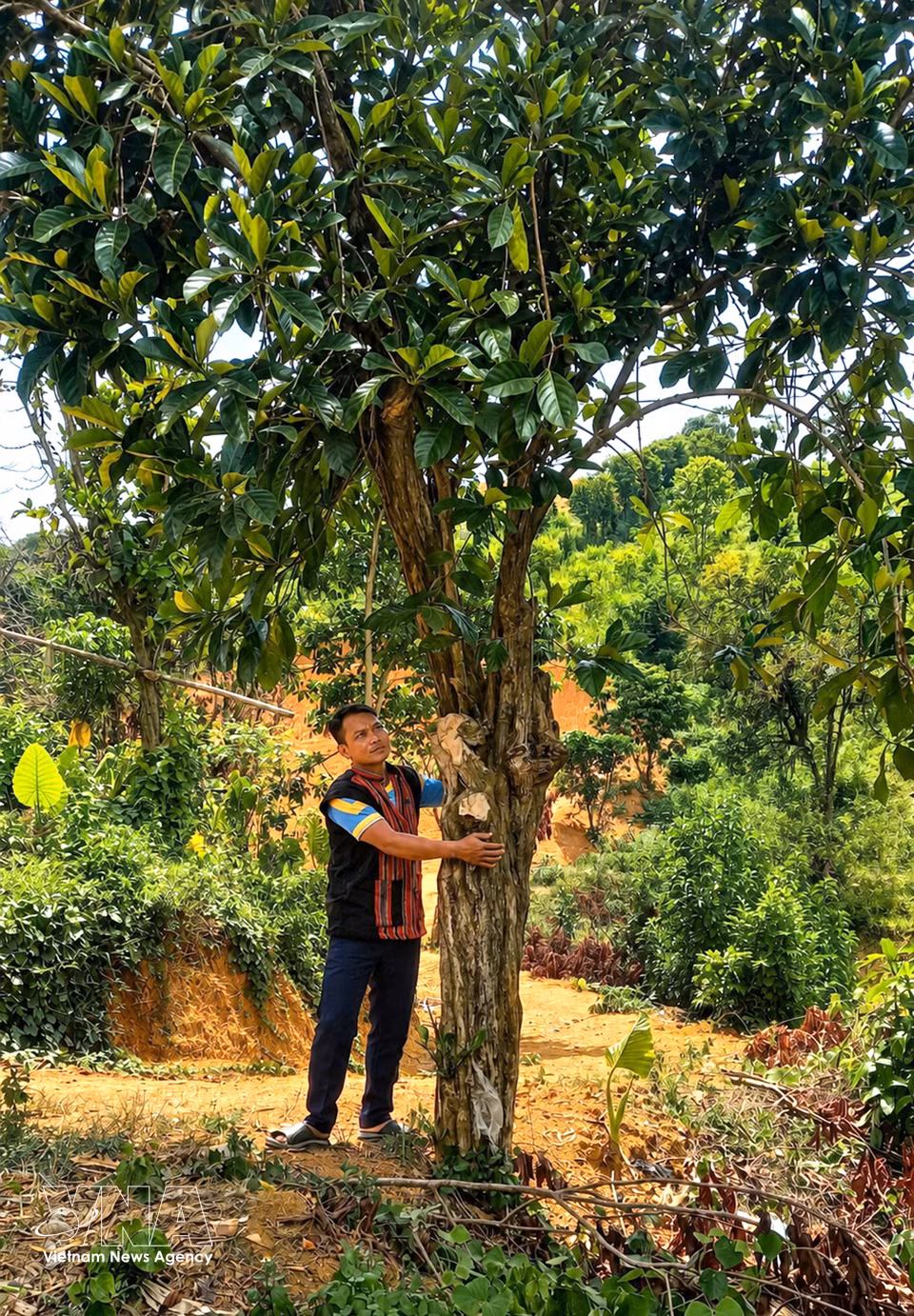 Centuries-old Liberica coffee trees in Khe Sanh, Quang Tri province, bear witness to a coffee-growing region with a century-long history. (Photo: VNA)