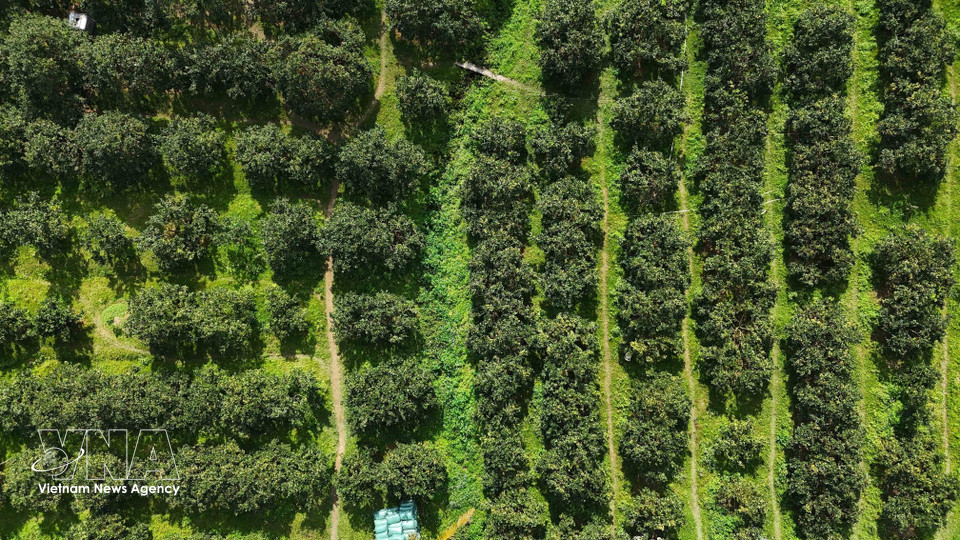 Can Loc commune currently has 350 hectares dedicated to crisp orange cultivation. (Photo: VNA)