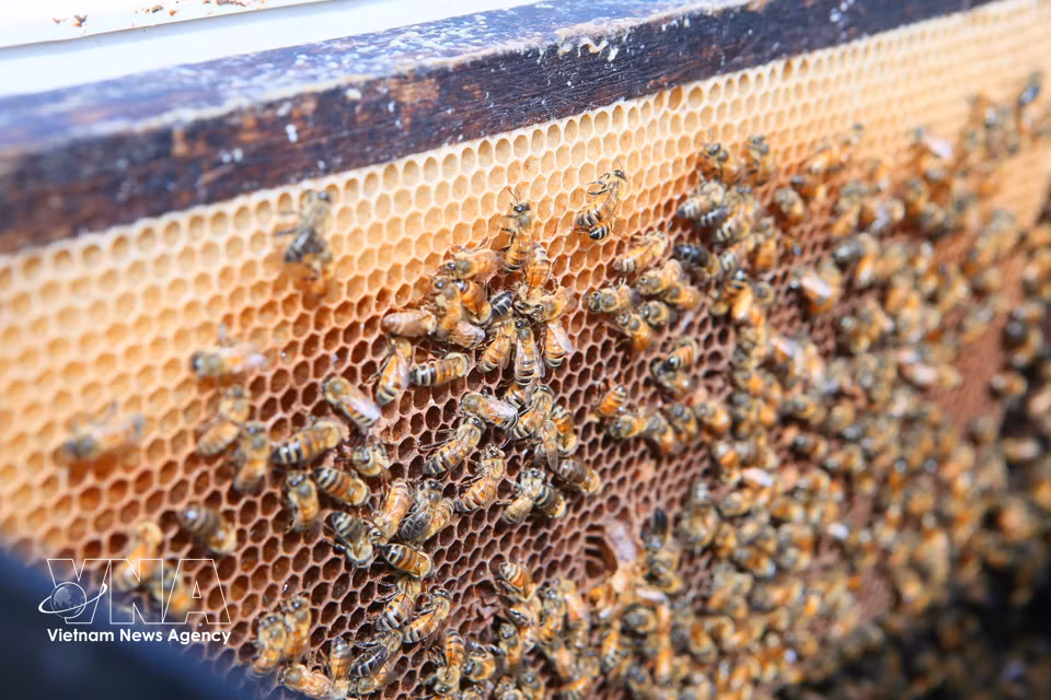 Since 2025, many beekeepers have introduced high-yield foreign bee breeds suited to areas with stable floral resources. (Photo: VNA)