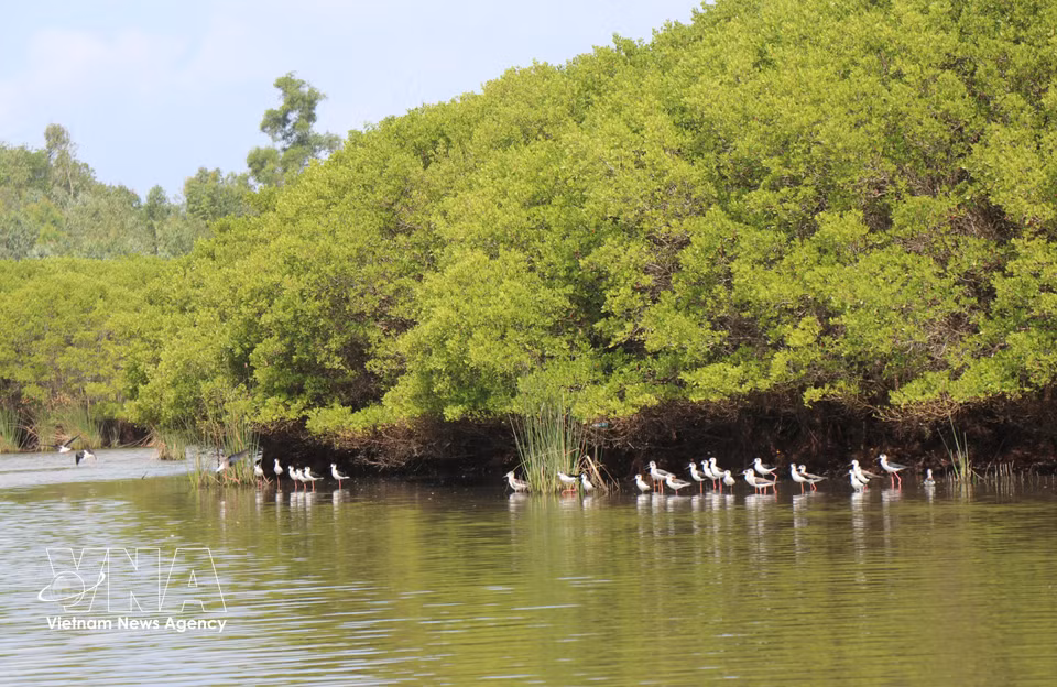 Bau Ca Cai plays an important role in blocking wind and sand, acting as a valuable “green lung” that ensures a clean living environment for local residents. (Photo: VNA)