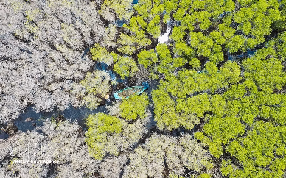 The white mangrove trees shed their leaves, changing from green and yellow to a striking pale white, creating a poetic and attractive landscape. (Photo: VNA)