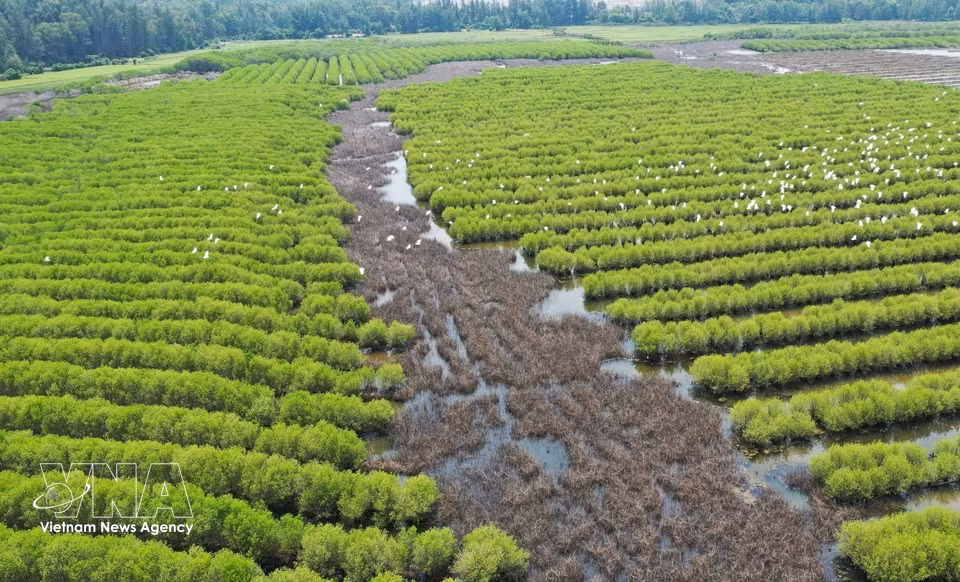 The forest spans over 100 hectares and is characterised by the endemic white mangrove species. (Photo: VNA)