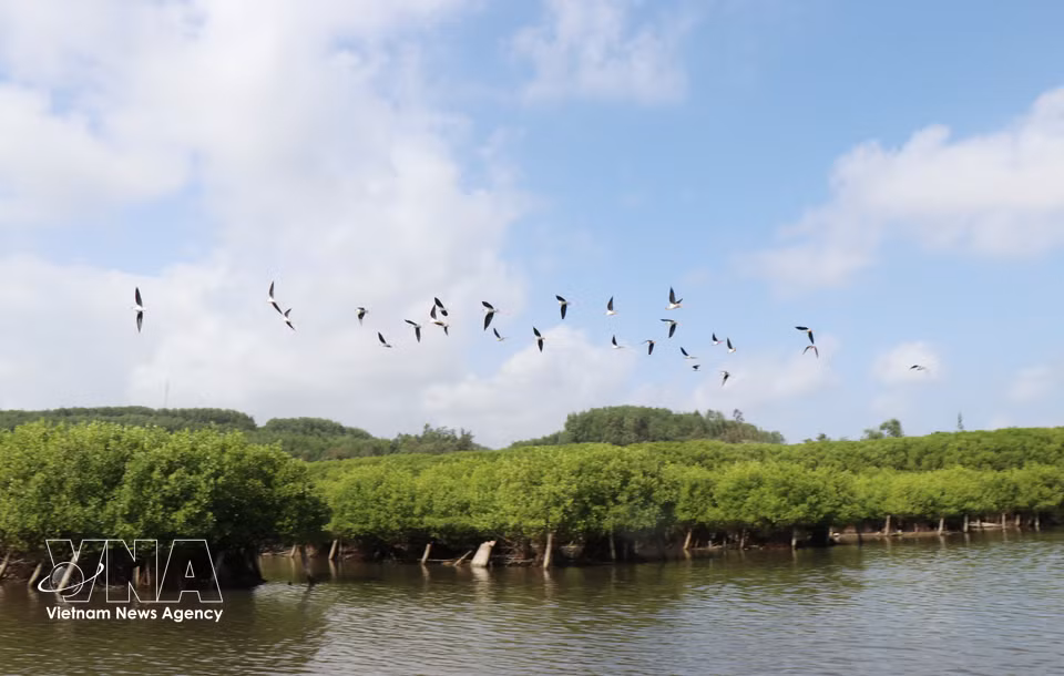 Since its restoration, the forest has attracted many bird species to return and nest. (Photo: VNA)