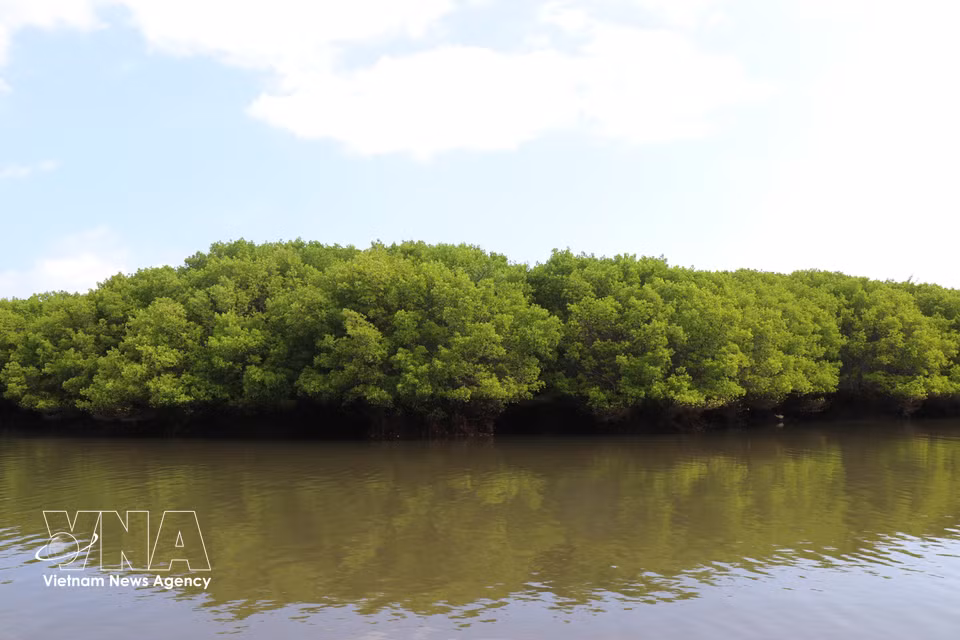 Bau Ca Cai mangrove forest serves as a “green lung,” providing a clean and healthy environment for local communities. (Photo: VNA)