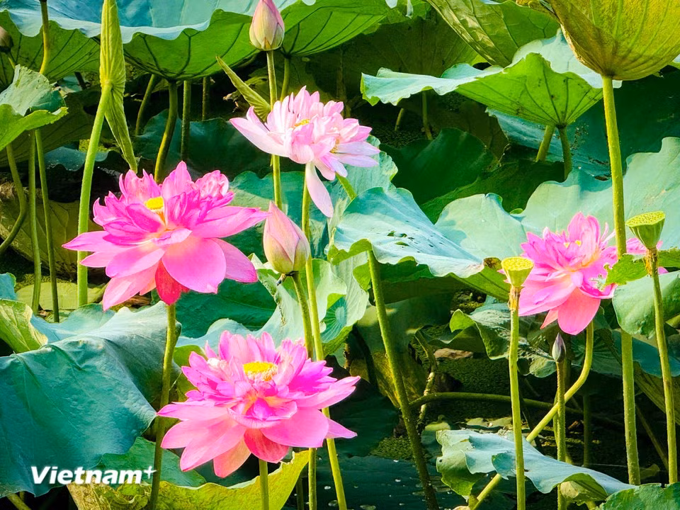 West Lake lotus flowers are admired not only for their beauty but also for the sense of peace and tranquillity they bring. (Photo: VietnamPlus)