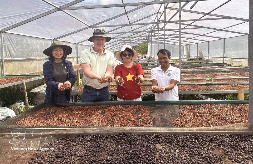 Khe Sanh Arabica coffee is harvested only when more than 95% of the cherries are ripe. Processing, drying and storage are strictly controlled, contributing to the coffee’s distinctive quality and value. (Photo: VNA)