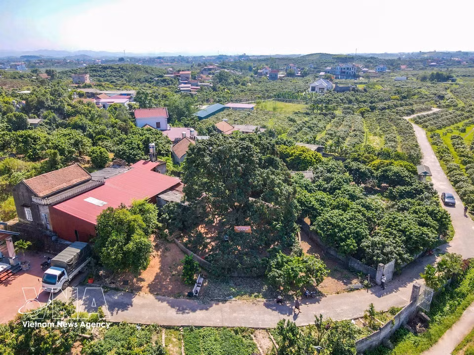 The century-old ancestral lychee tree has become a cherished symbol of local culture and a source of pride for generations of local residents. (Photo: VNA)