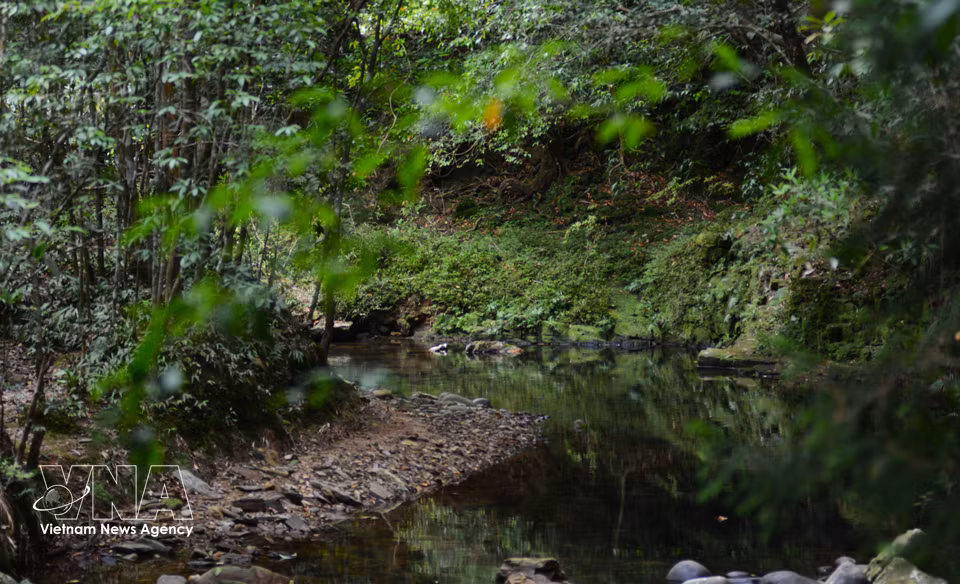 Bach Ma’s stream system features cool, clear water flowing through ancient forests. (Photo: VNA)