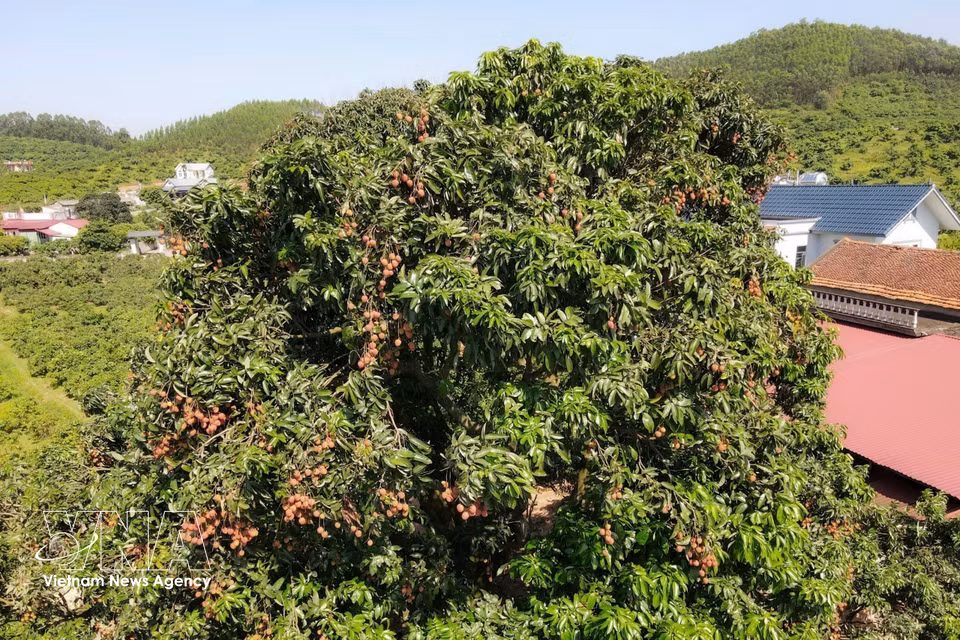 The ancestral lychee tree, regarded as the origin of the Phuc Hoa early-ripening lychee-growing region, has become a cherished symbol of local culture and a source of pride for generations of local residents. (Photo: VNA)