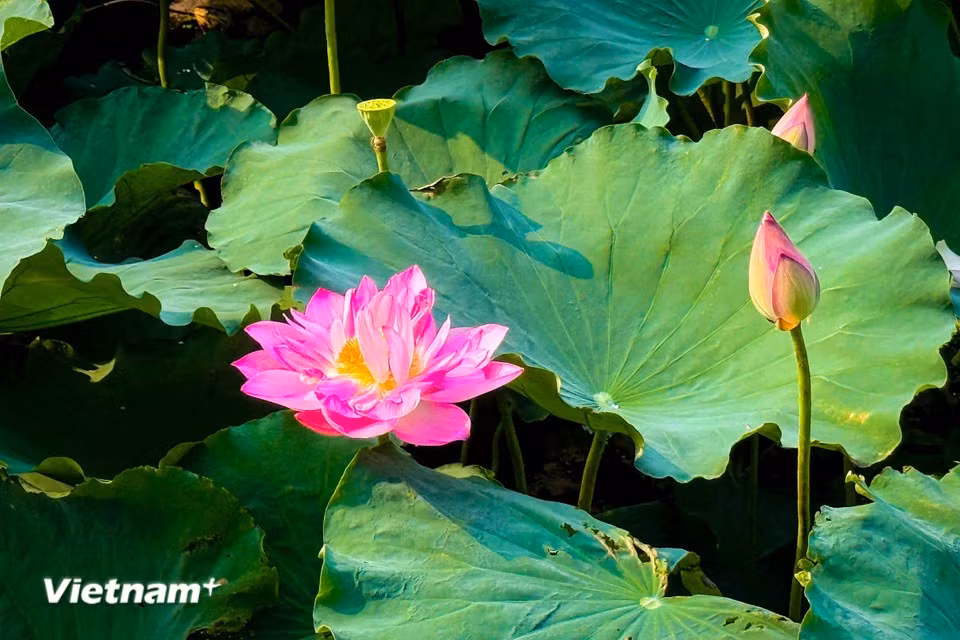 White and pink lotus blossoms stand out against the emerald-green water, creating a stunning natural landscape. (Photo: VietnamPlus)