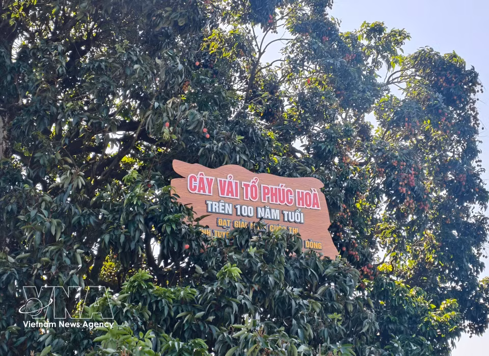 The tree remains a source of pride for local lychee growers. (Photo: VNA)