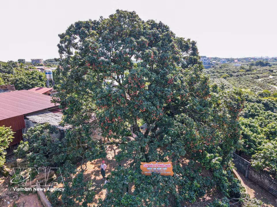 More than a century old, the ancestral lychee tree is the original parent tree of the renowned Phuc Hoa early-ripening lychee variety and a lasting symbol of local heritage and community pride. (Photo: VNA)