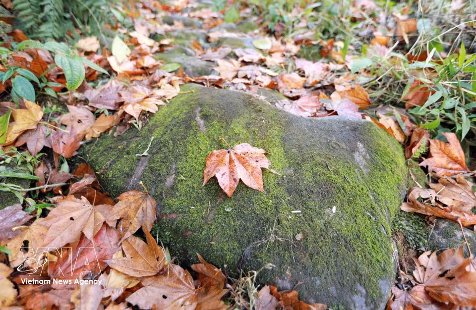 Along the ancient stone road, large moss-covered blocks measuring about 50–70 cm square lie hidden beneath layers of fallen leaves. (Photo: VNA)