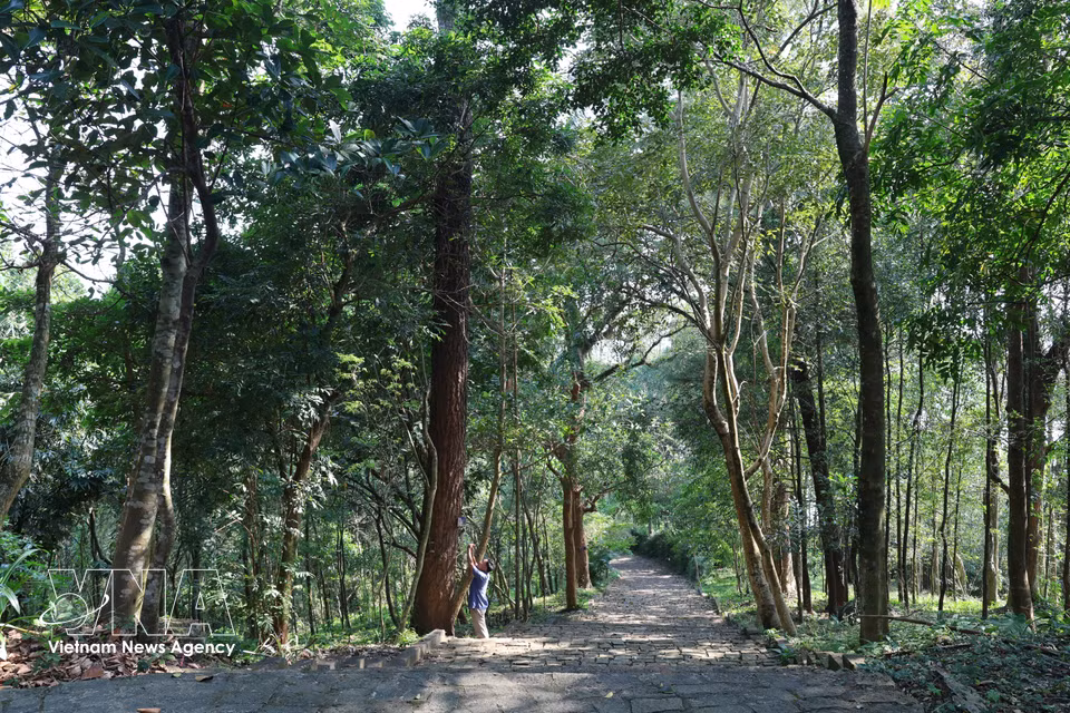 In addition to its distinctive architecture, Thanh Duyen Pagoda is home to more than 100 ancient trees aged between 200 and 300 years. (Photo: VNA)