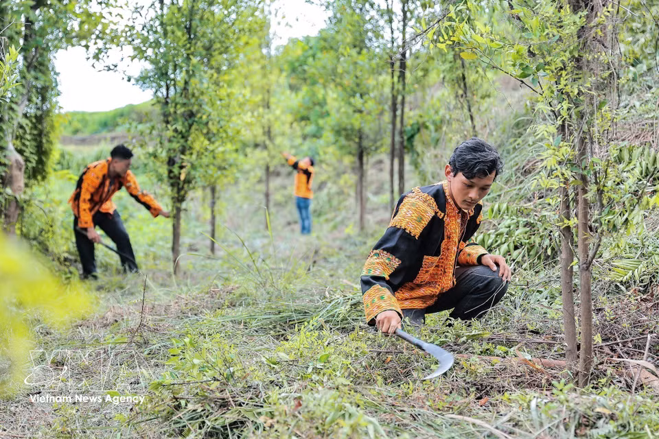 Members of Mau Son Eco-farm Cooperative take care of wild lemon trees to ensure growth. (Photo: VNA)