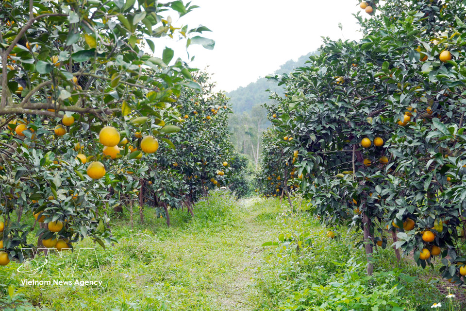 Thuong Loc orange orchards in Can Loc commune, in the central province of Ha Tinh are laden with fruit, promising a bumper harvest. (Photo: VNA)