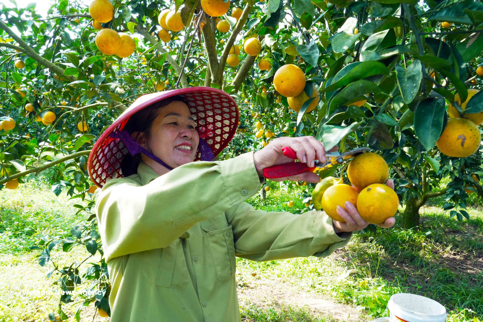 Residents of Can Loc commune (Ha Tinh province) busy at work during the orange harvest. (Photo: VNA)