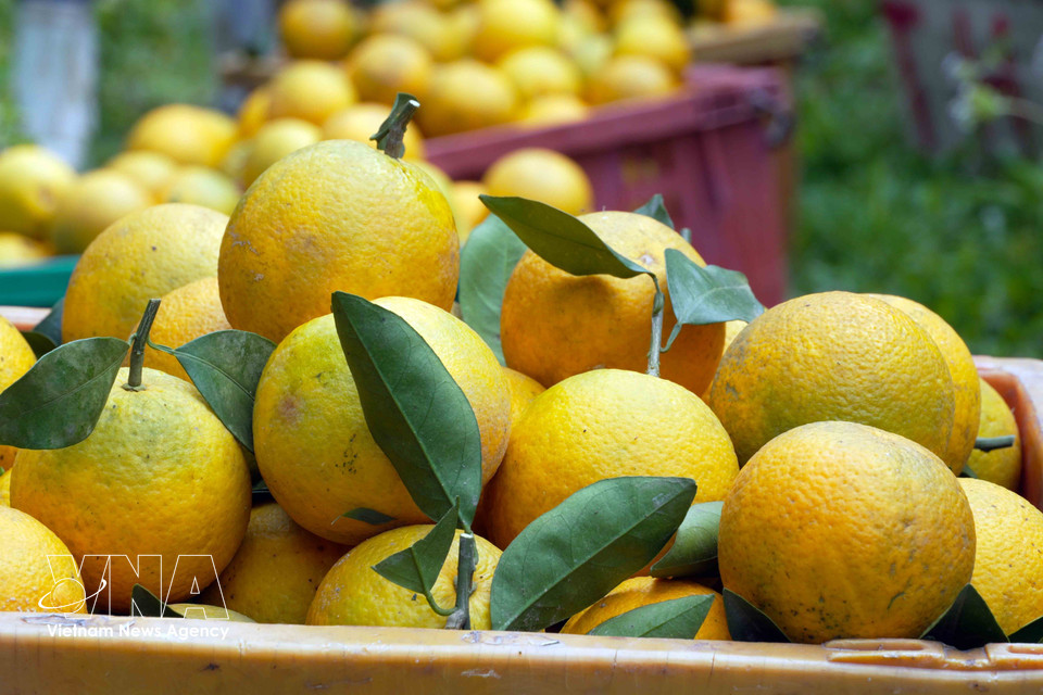 The oranges boast a signature sweet and crisp flavour. (Photo: VNA)