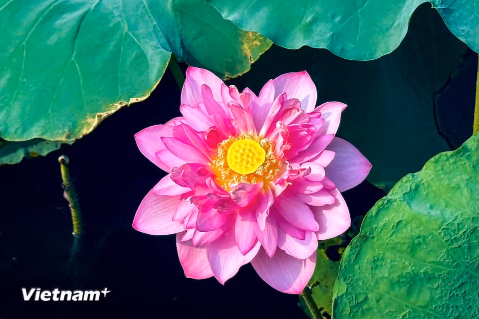 During this season, lotus flowers rise gracefully above the water and bloom in abundance. (Photo: VietnamPlus)