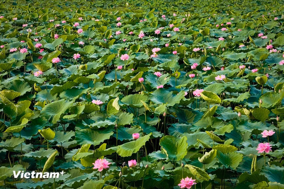 The West Lake lotus is one of the defining symbols of Hanoi's summer. (Photo: VietnamPlus)