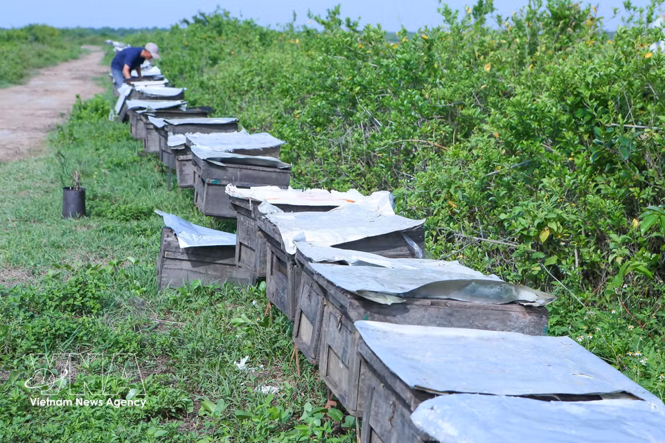 Around 5,000–6,000 bee colonies are brought to Xuan Thuy National Park each year to collect nectar from river and orange mangrove blossoms. (Photo: VNA)