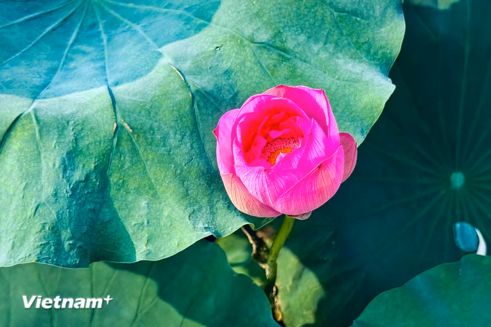 Lotus ponds around West Lake are filled with a delicate fragrance. (Photo: VietnamPlus)