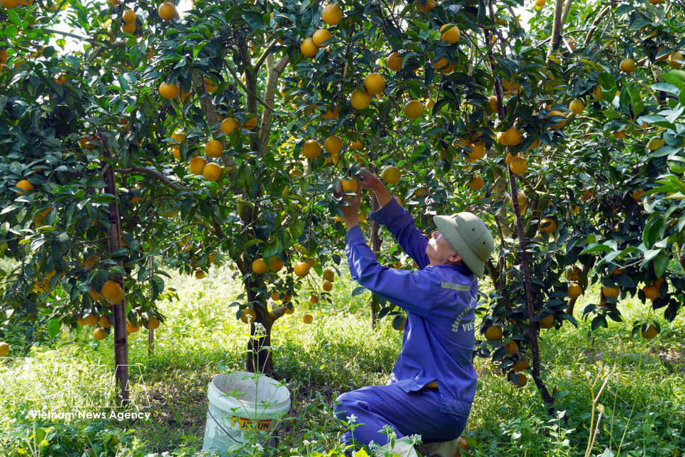 Farmers in Can Loc commune, Ha Tinh province harvest oranges to supply the Tet market. (Photo: VNA)