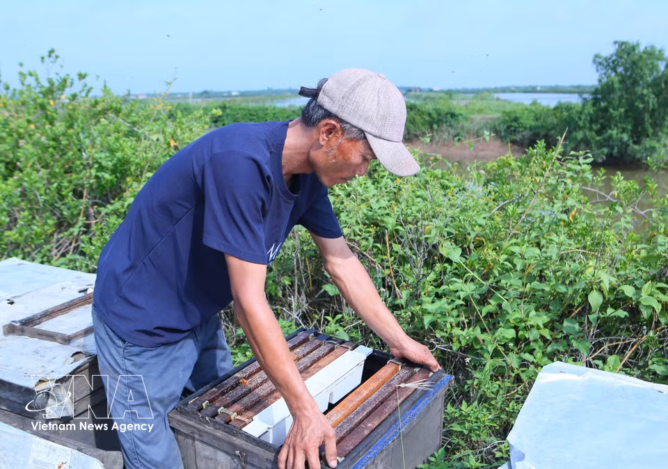 A beekeeper rearranges the honeycomb frames to help the colony gather nectar as efficiently as possible. (Photo: VNA)