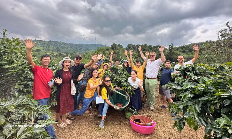 Khe Sanh in Quang Tri province is developing experiential tourism linked to its Arabica coffee-growing area. Coffee hills covered in white blossoms or ripe cherries, together with historical sites along the Route 9–Khe Sanh corridor, create a distinctive tourism product. (Photo: VNA)
