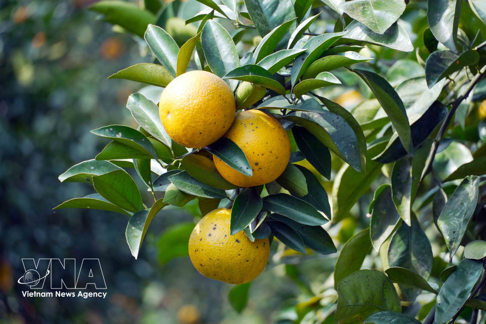 Thuong Loc oranges feature a characteristic deep sweetness, crispness, and aroma. (Photo: VNA)