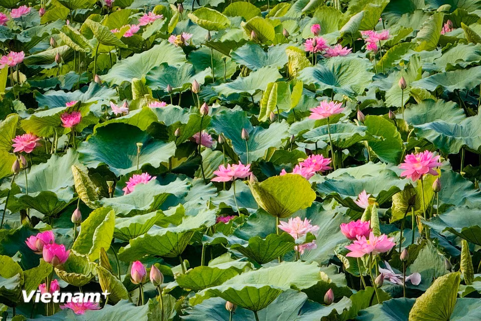 The elegant combination of petals and stamens gives the lotus its distinctive grace. (Photo: VietnamPlus)