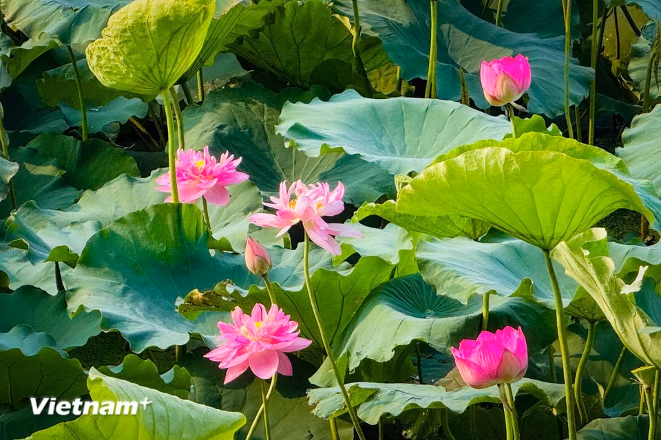 In full bloom, the petals reveal the flower's delicate beauty. (Photo: VietnamPlus)