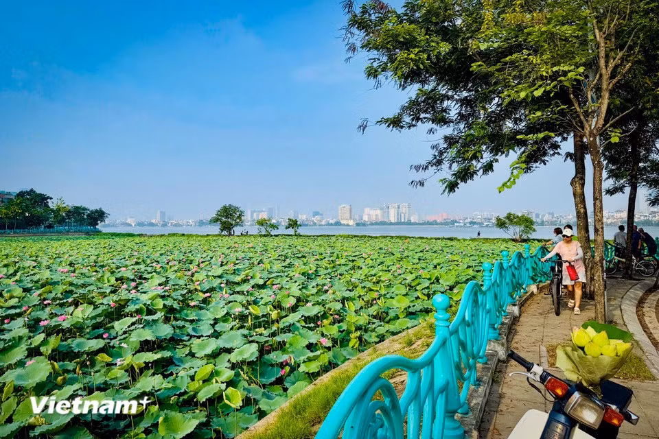 The scent of lotus flowers in early summer is sweet, gentle and refreshingly pure. (Photo: VietnamPlus)