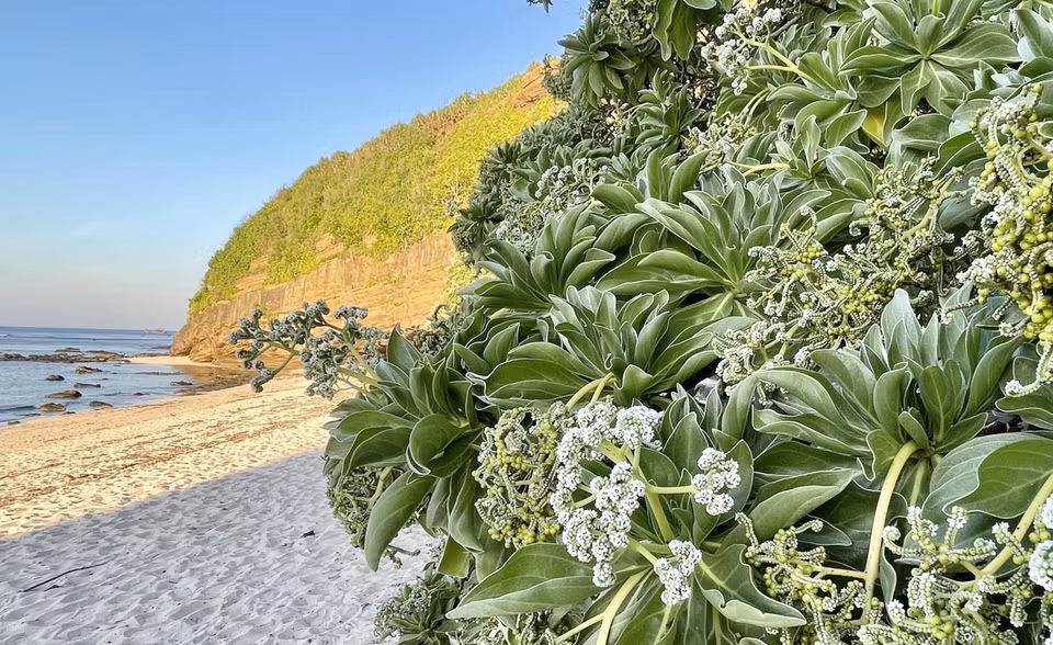 The flowers in full bloom along the beach in front of Hang pagoda on Ly Son island. (Photo: VNA)