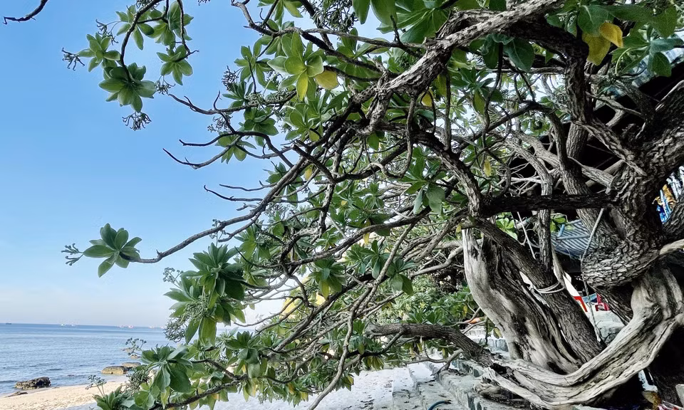 Having weathered countless storm seasons and harsh conditions, the trees continue to stand firm and flourish, living up to their name. (Photo: VNA)