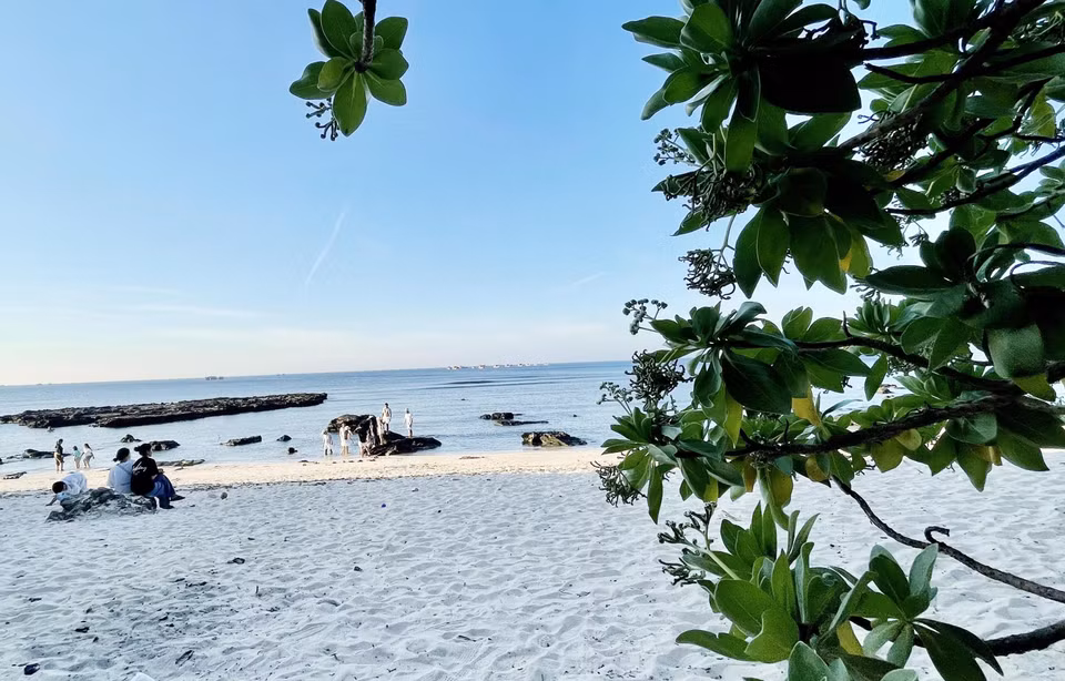 Phong ba trees grow along the coastline near Hang pagoda. (Photo: VNA)