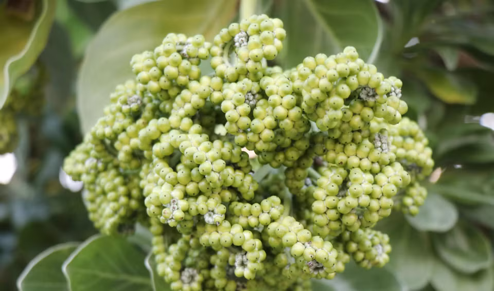 Clusters of fruit hanging from a Phong ba tree (Photo: VNA)