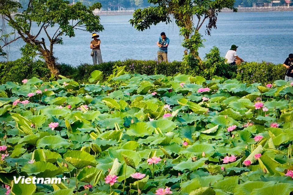 Lotus season in Hanoi typically lasts from late May to September. (Photo: VietnamPlus)