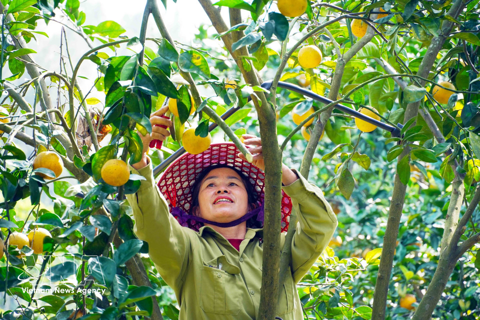 Locals harvest Thuong Loc oranges. (Photo: VNA)