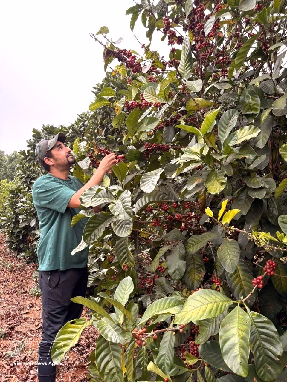 Visitors explore a Liberica coffee tree in Khe Sanh, a place that preserves historical traces and reflects the revival of a land once scarred by war. (Photo: VNA)