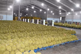 Vietnamese agricultural exports gain momentum in China